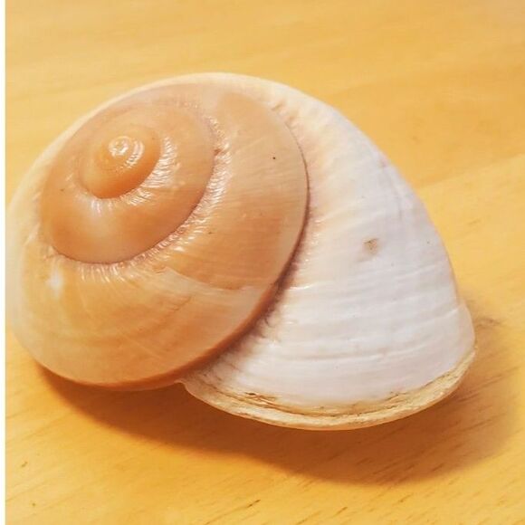 This is a marine gastropod, Sea Snail in light colors 3.25" Long - Picture 3 of 6